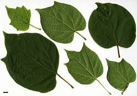 Alangium begoniaefolium leaf1.jpg